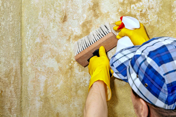 Best Mold-Related Health Consultation  in Valdosta, GA