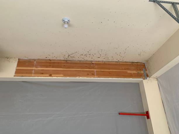 Best Commercial Mold Inspection  in Valdosta, GA