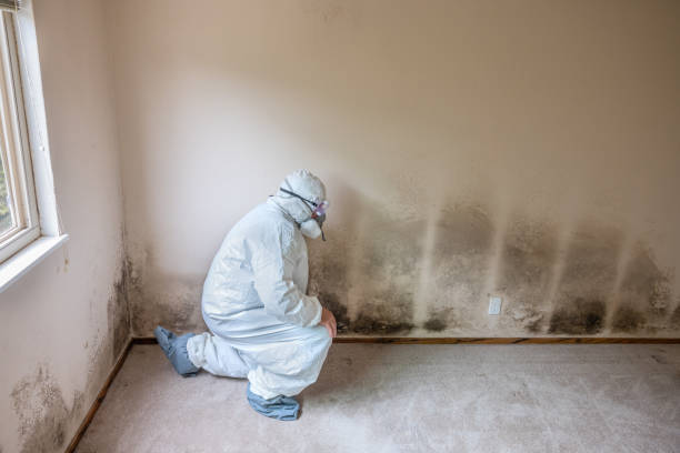 Trusted Valdosta, GA Mold Removal Experts