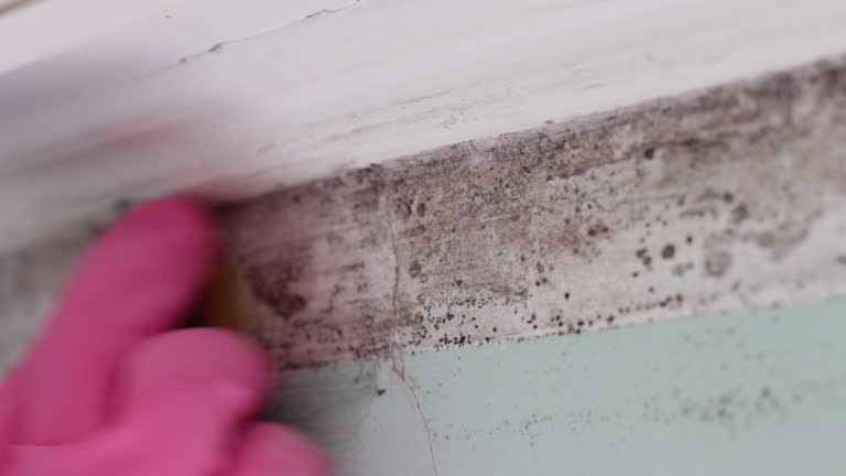 Best Industrial Mold Remediation  in Valdosta, GA